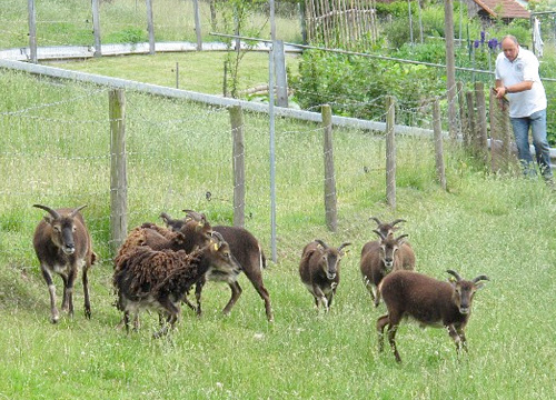 500 Schaeferwanderung