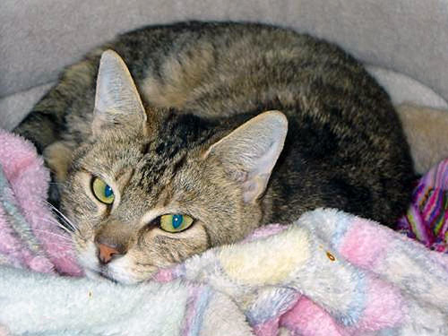 500molly.jpg 500molly