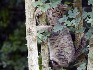 500 Wildkatze