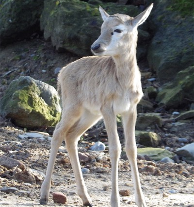 500 Blessbocknachwuchs