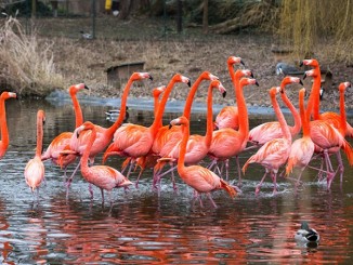 Flamingo zoohd 2015 02 17 7444 kl.jpg