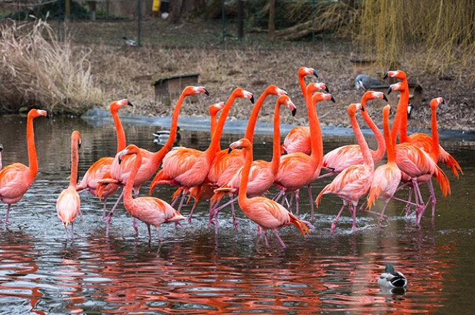 Flamingo ZooHD 2015 02 17 7444 kl