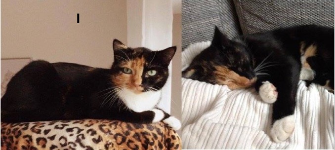 Bildschirmfoto 2016 04 17 um 21 19 42