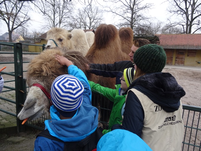 SchuelerInnen erleben die Trampeltiere hautnah