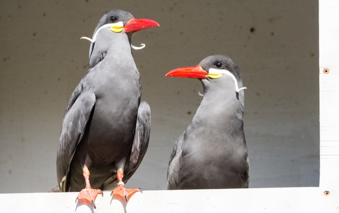 Inkaseeschwalbe in Nistbox Foto Peter Bastian