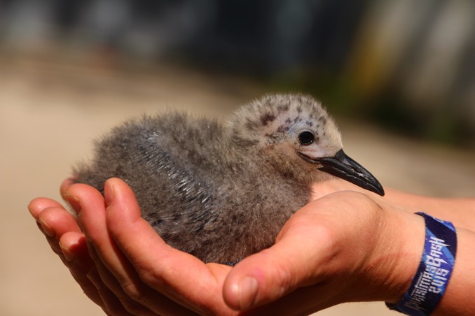 Inkaseeschwalbenkueken Foto1 Petra Medan