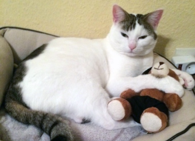 Kater Nick