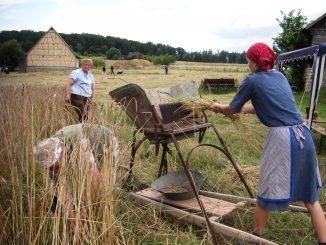 Grünkernfest im Odenwälder Freilandmuseum Ernte u.Reffen d.halbreifen Di...