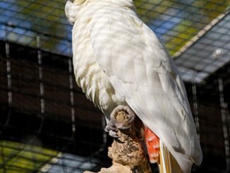 2017 08 05 59859cd0c345d kakadu