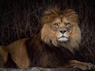 Vater kind tag berberlöwe (frederik linti zoo hd) 3