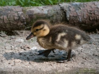 Küken (heidrunknigge zooheidelberg) 3