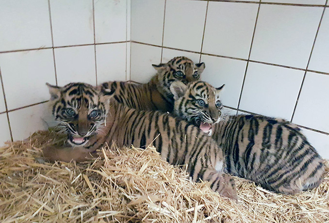 Drei junge Sumatra-Tiger im Heidelberger Zoo