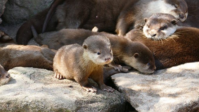 Familie otter im zoo hd