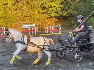 Nz jannik mit seinem einspaenner
