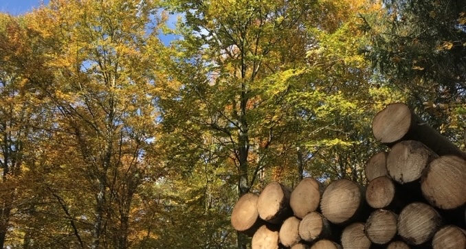 Herbstfarben rotbuche holzpolter