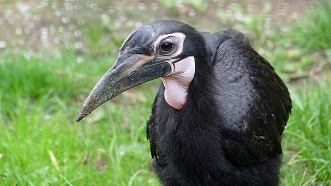 Nz noerdlicher hornrabe