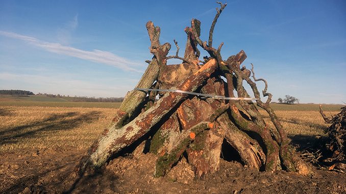 nz-totholzpyramide Nz totholzpyramide