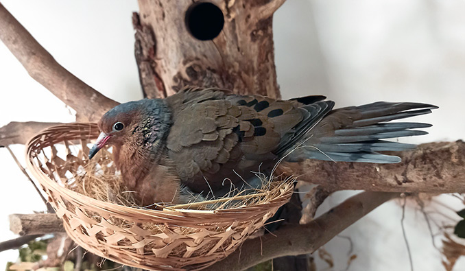 Socorrotauben_Zoo-Heidelberg