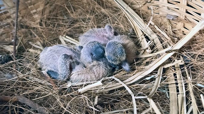 zoo heidelberg nestlinge socorrotauben.jpg Zoo-Heidelberg-Nestlinge-Socorrotauben