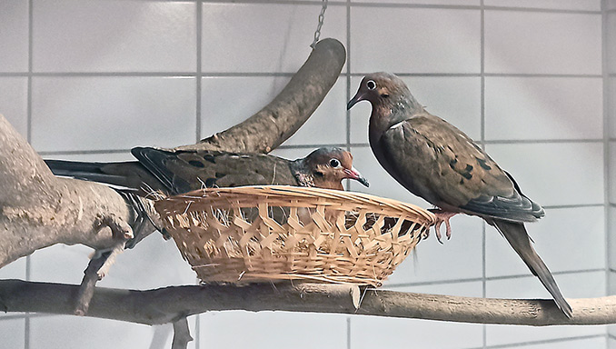 Zoo-Heidelberg-Paar-Socorrotauben