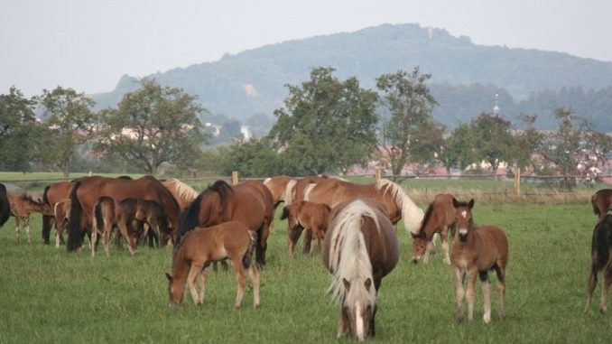 Es grünen die Felder, Wiesen und Wälder