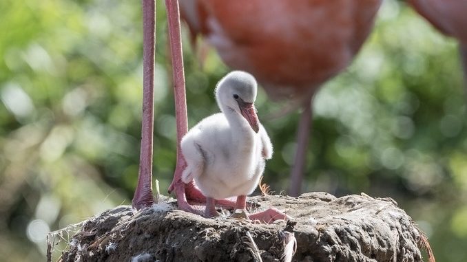 Flauschige Küken mit großen Füßen