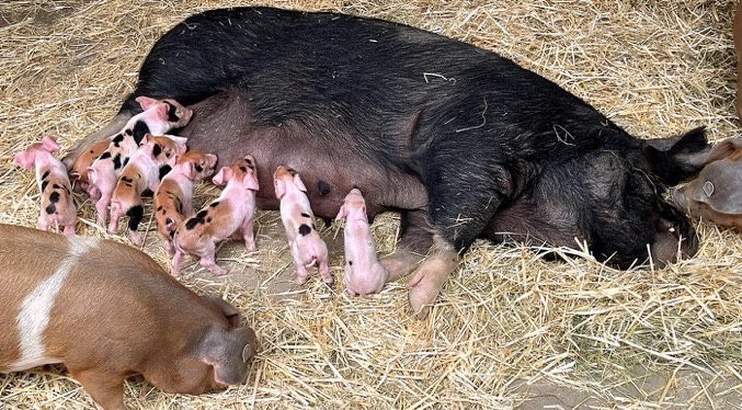 Glücksschweine überraschen den Zoo