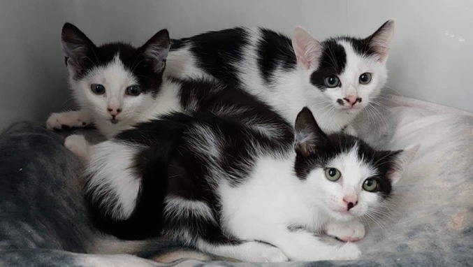 Katzen müssen kastriert werden