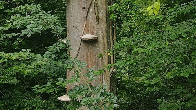 Sprengen für den Artenschutz