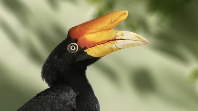 Rhinozeros-Hornvögel sind eingezogen