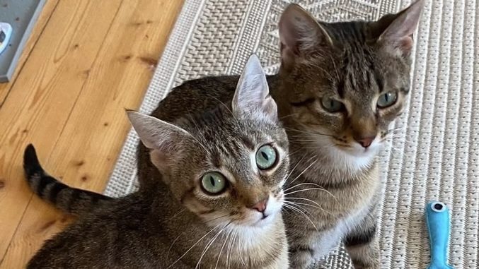 Tier des Monats September 2025 Tier des Monats September 2025