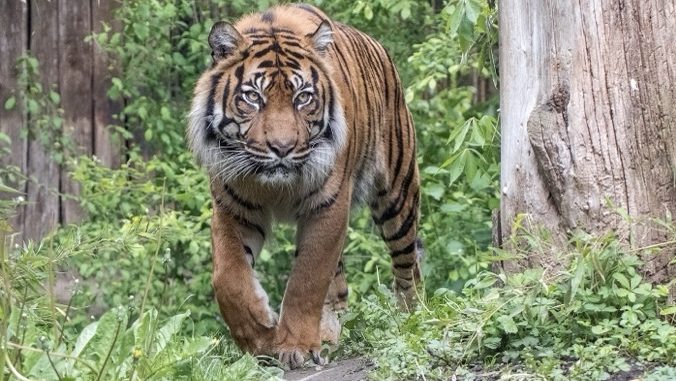 Sumatratiger Tebo gestorben