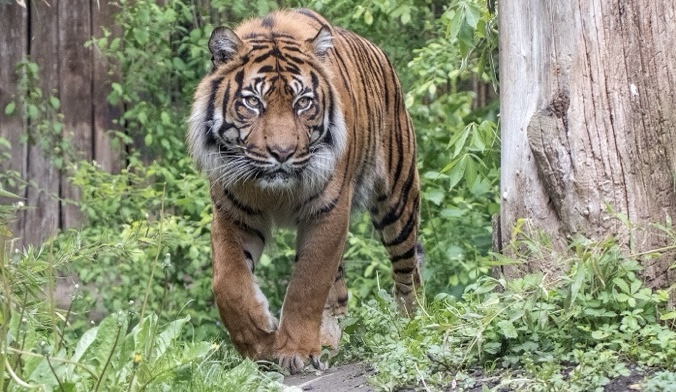 Sumatratiger Tebo gestorben Sumatratiger Tebo gestorben