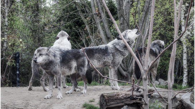 Wolves pack wolf grey howl hunter 4803512.jpg