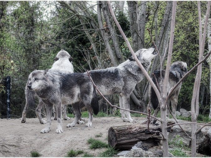 Wolves pack wolf grey howl hunter 4803512.jpg