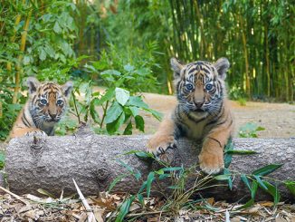 Nz Tigernachwuchs kl.jpg