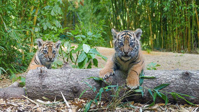 Nz Tigernachwuchs kl.jpg