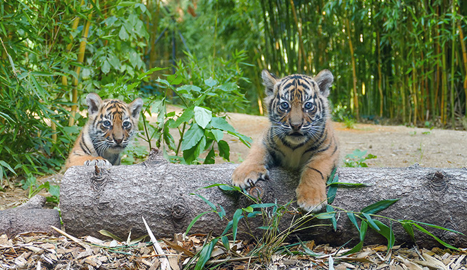 Nz Tigernachwuchs kl.jpg