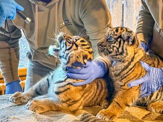 NZ Tiger Erstuntersuchung.jpg