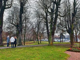 Alte Kastanien werden gefällt