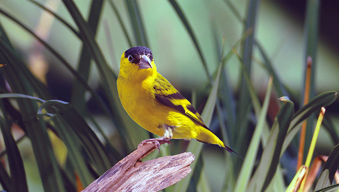 nz-260218_Yarrellzeisig