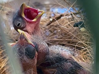 Erstmals junge Yarrellzeisige geschlüpft