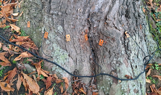 nz-tbb-Messpunktebaeume