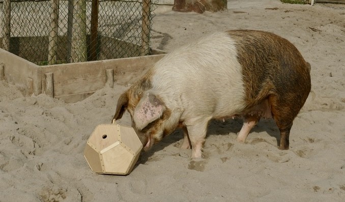 Wenn Schweine Fußball spielen