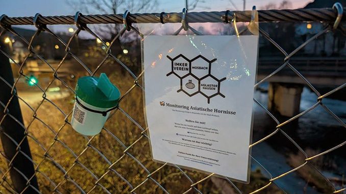 Nz Asiatische Hornisse Locktopf.jpg