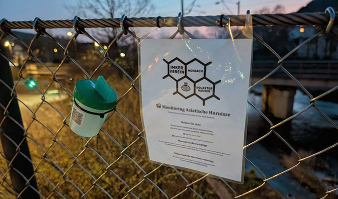 Nz Asiatische Hornisse Locktopf.jpg