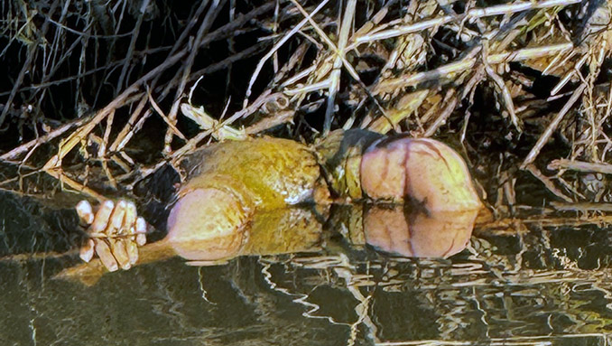 Hand ragt aus dem Wasser