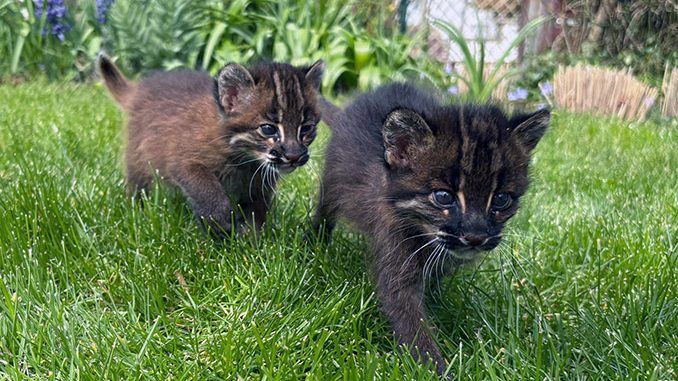 Sensation im Heidelberger Zoo