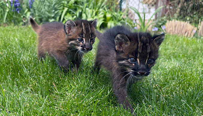 Sensation im Heidelberger Zoo