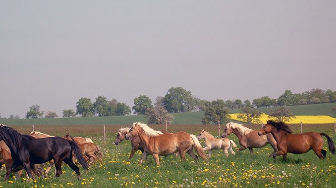 KpPICT1323.jpg